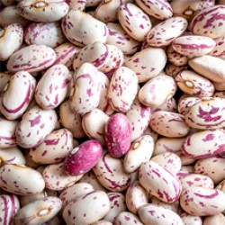Cranberry Beans Cranberry Beans