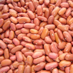 Light Red Kidney Beans Light Red Kidney Beans